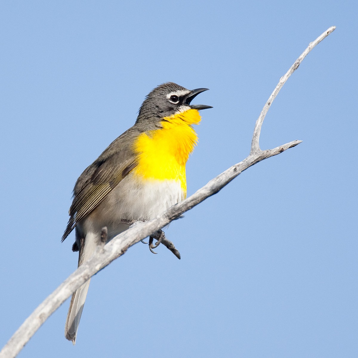 Yellow-breasted Chat (auricollis) - Robert Lewis