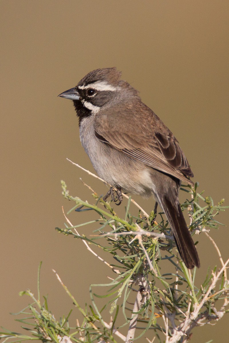 Black-throated Sparrow - Robert Lewis
