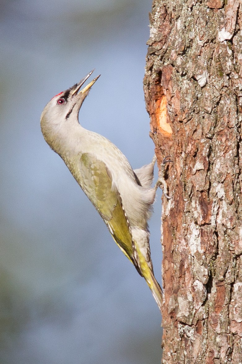Gray-headed Woodpecker (Gray-headed) - Robert Lewis