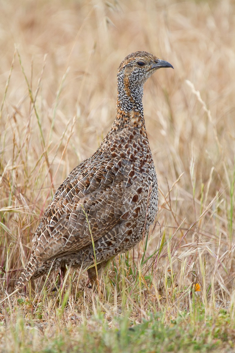 Gray-winged Francolin - Robert Lewis