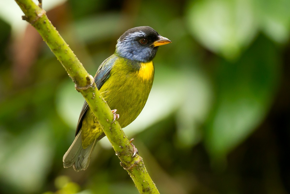 Moss-backed Tanager - Robert Lewis