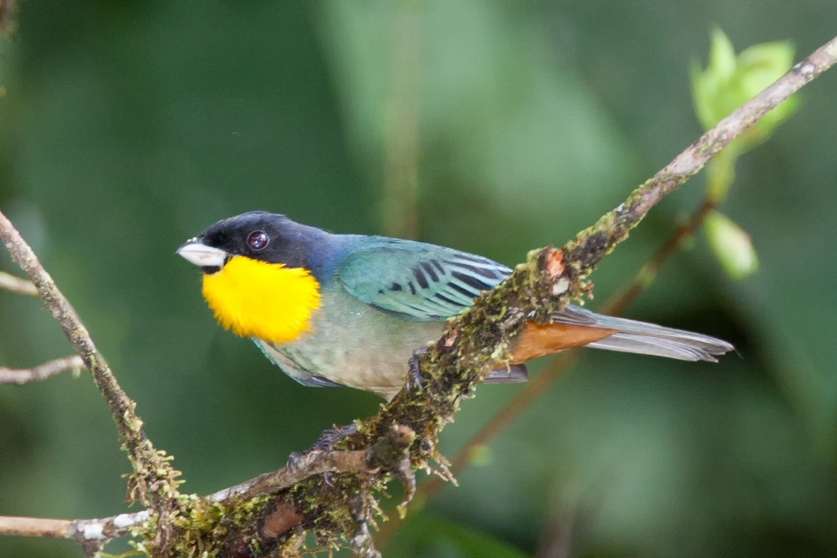 Yellow-throated Tanager - ML205187361