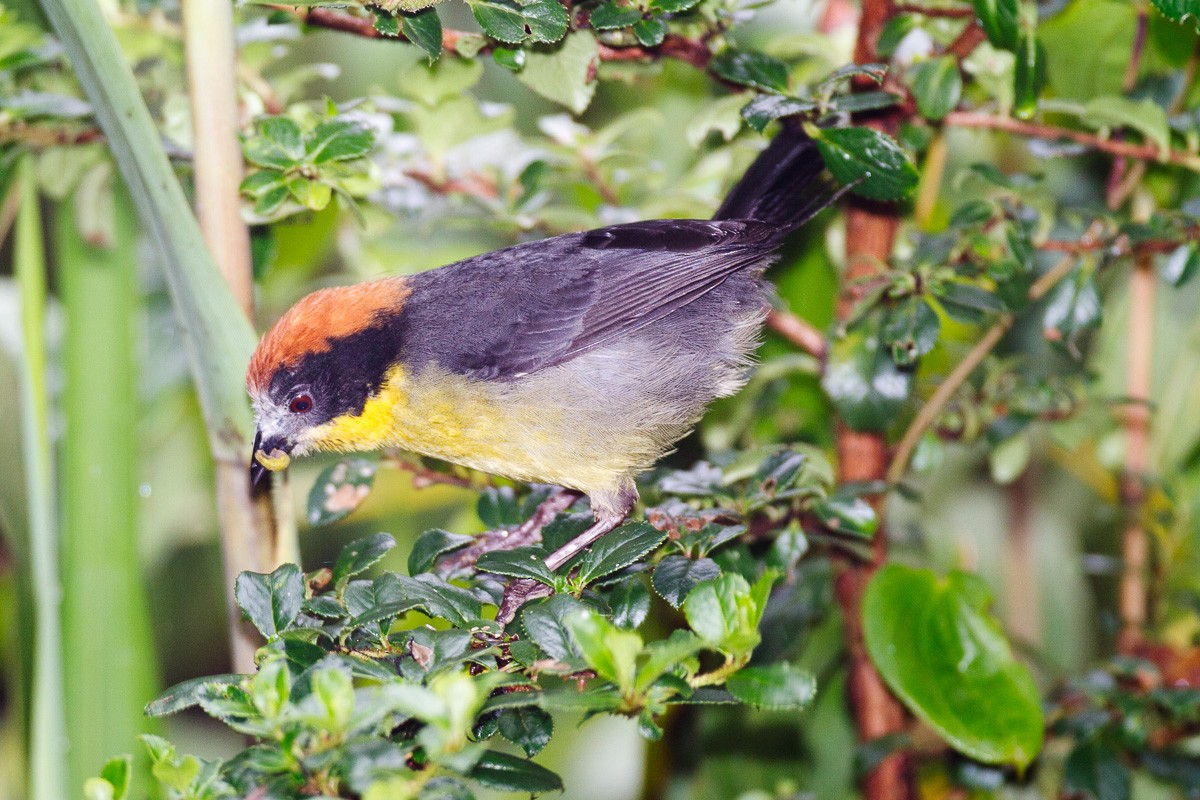 Yellow-breasted Brushfinch (Yellow-breasted) - ML205187421