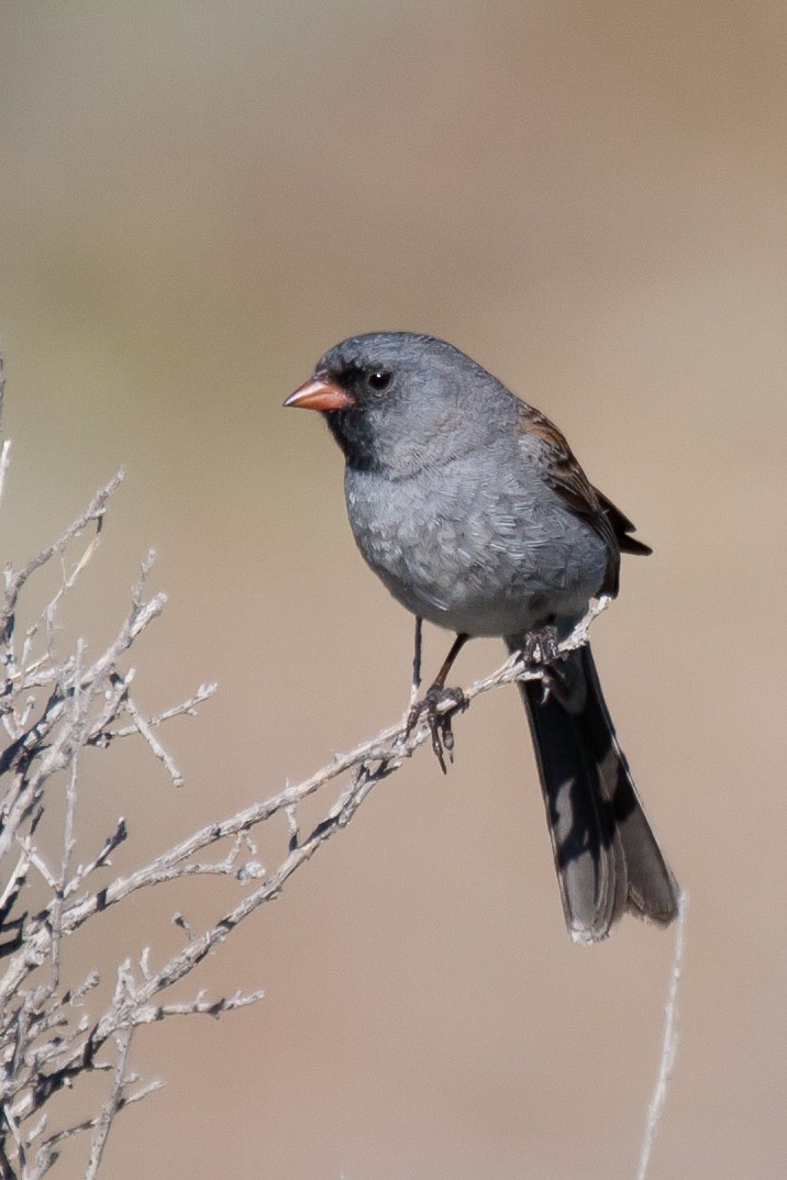 Black-chinned Sparrow - Robert Lewis