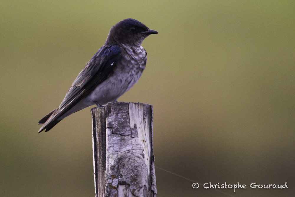 Gray-breasted Martin - Christophe Gouraud