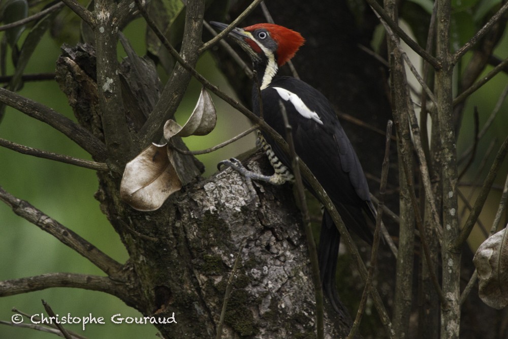 Lineated Woodpecker (Lineated) - Christophe Gouraud