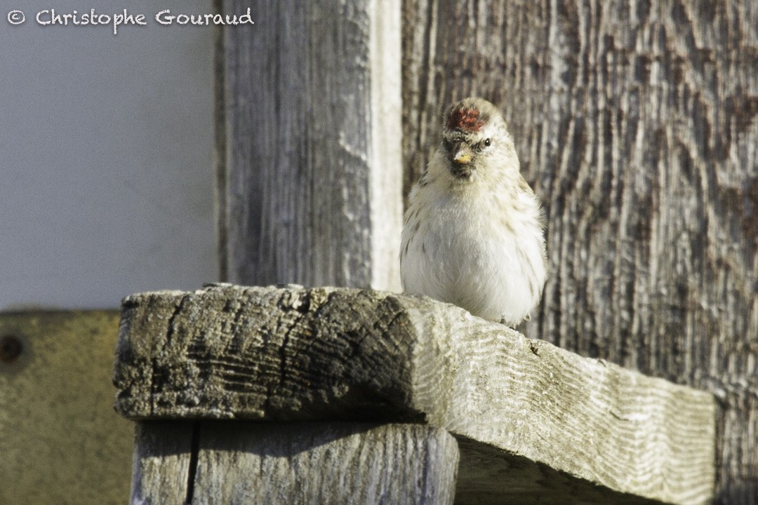 Hoary Redpoll (exilipes) - Christophe Gouraud