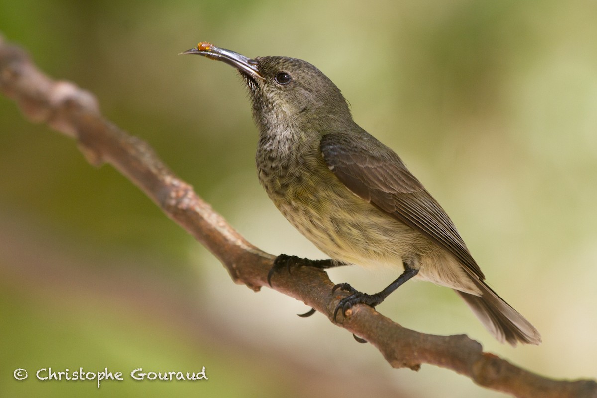 Souimanga Sunbird (Abbott's) - Christophe Gouraud