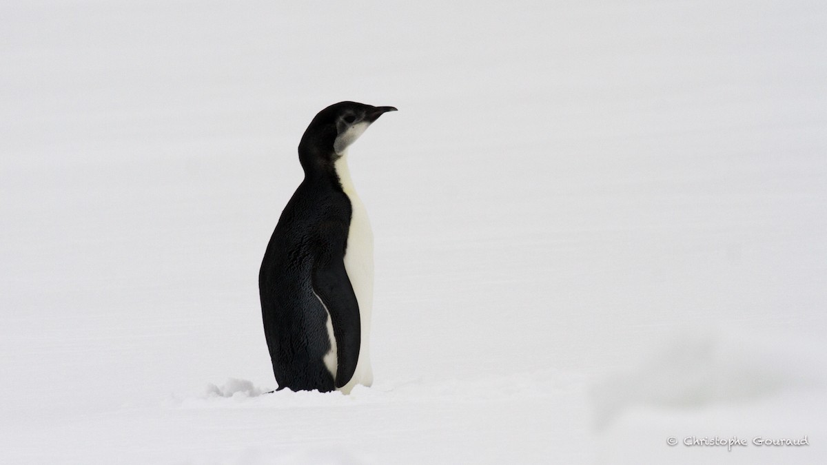 Emperor Penguin - Christophe Gouraud
