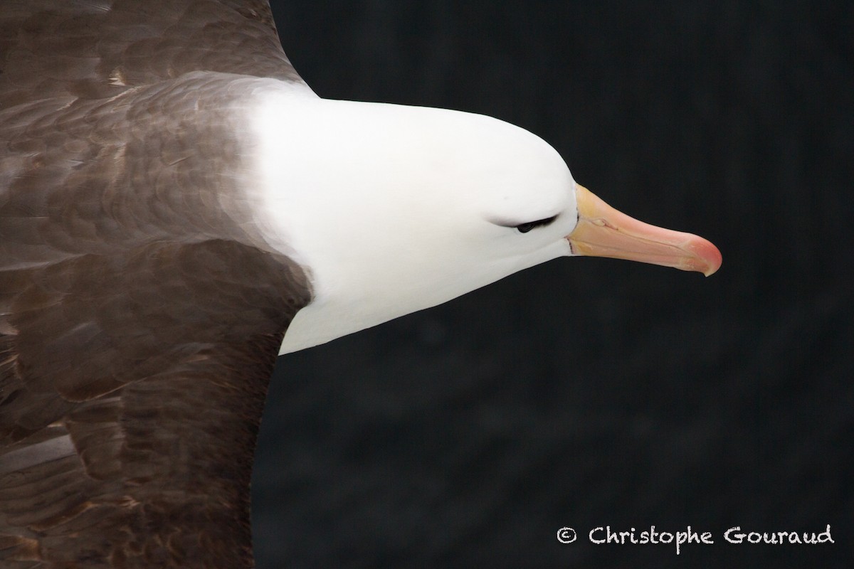 Black-browed Albatross (Black-browed) - Christophe Gouraud