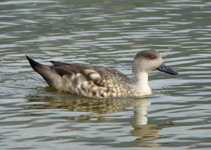 Crested Duck - ML205189721