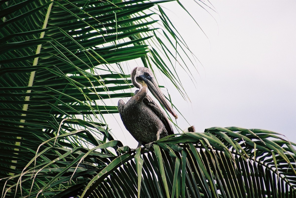 Brown Pelican (Atlantic) - Christophe Gouraud