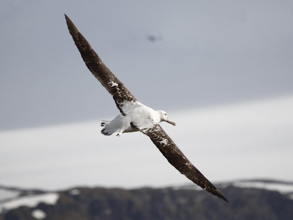 Snowy Albatross - ML205190541