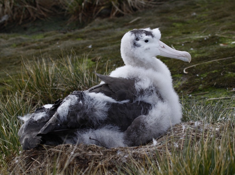 Snowy Albatross - ML205190561