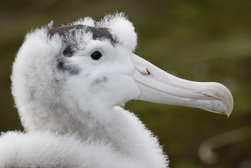 Snowy Albatross - Christophe Gouraud