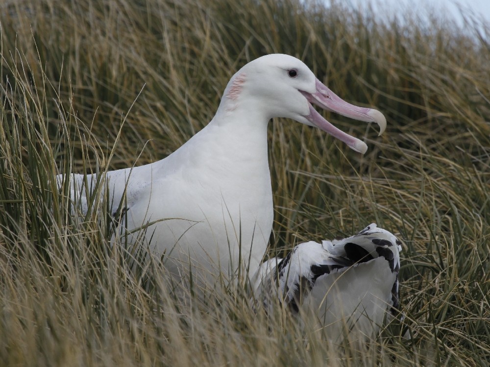 Snowy Albatross - ML205190591