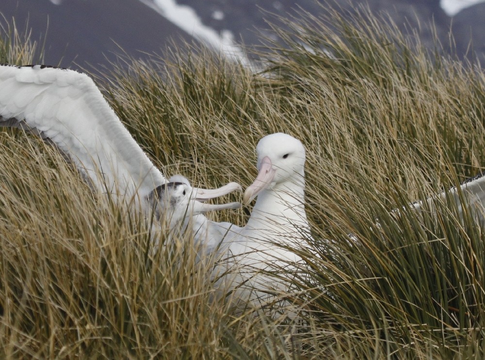 Snowy Albatross - ML205190601