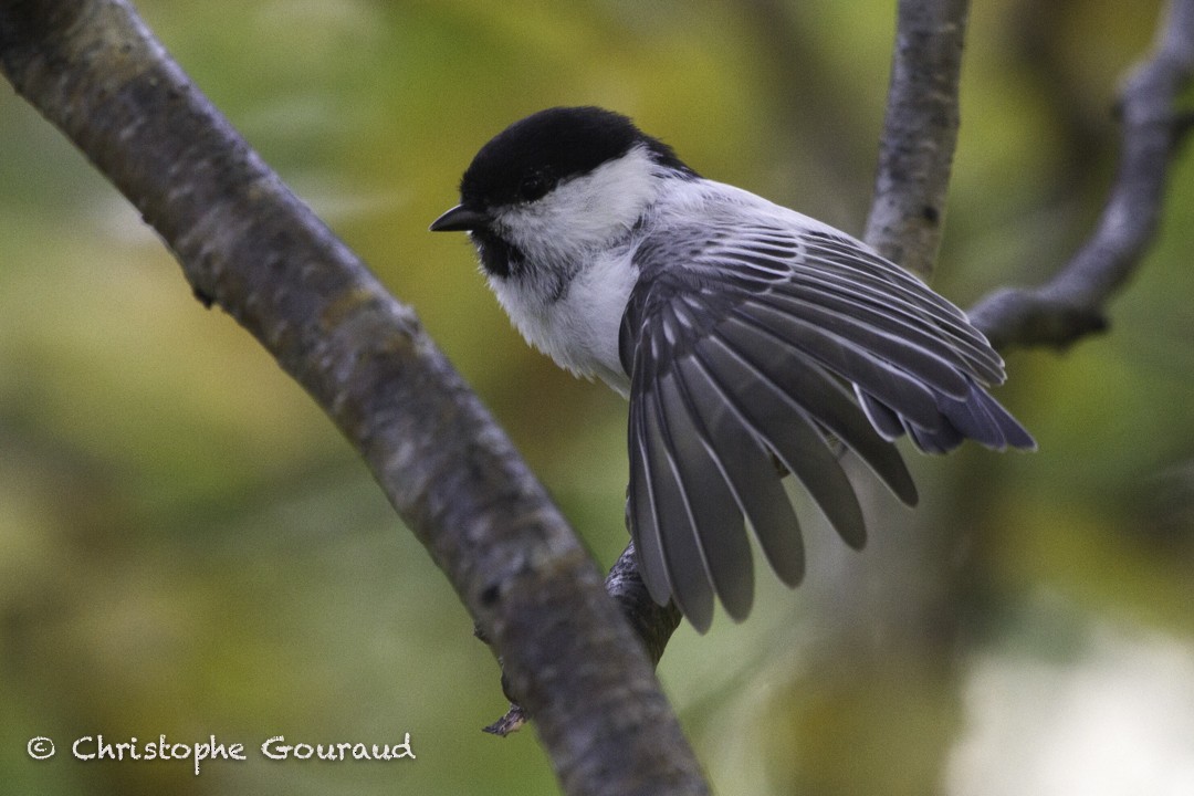 Willow Tit (Willow) - Christophe Gouraud