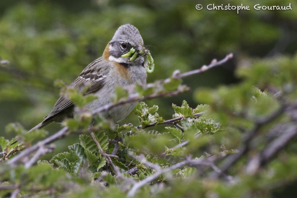 Rufous-collared Sparrow (Patagonian) - Christophe Gouraud