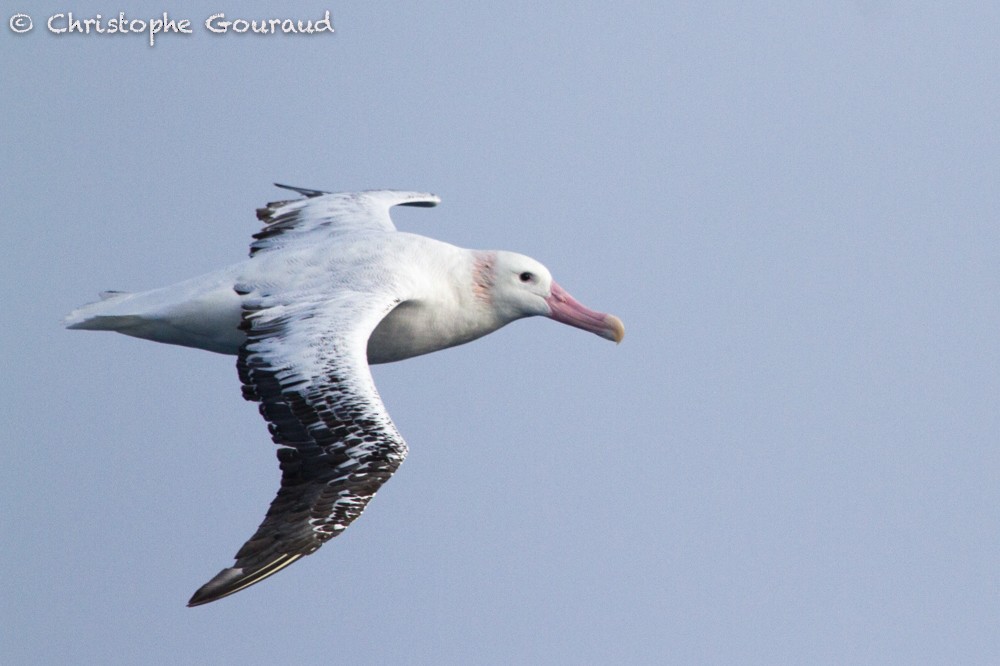 albatros stěhovavý - ML205191411