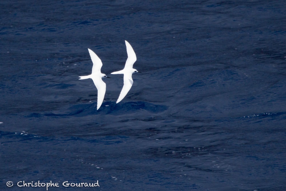 White Tern (Atlantic) - ML205191591