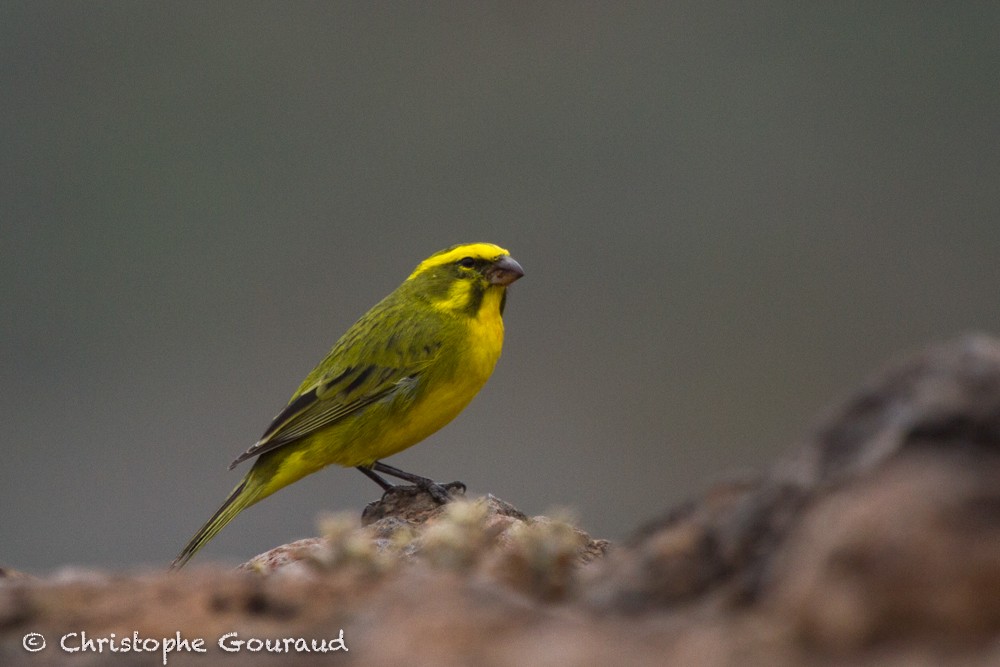 Yellow Canary - Christophe Gouraud