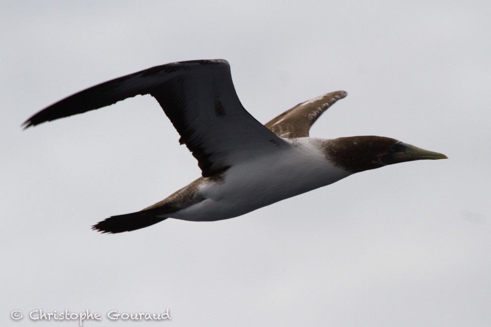 Masked Booby - ML205191711