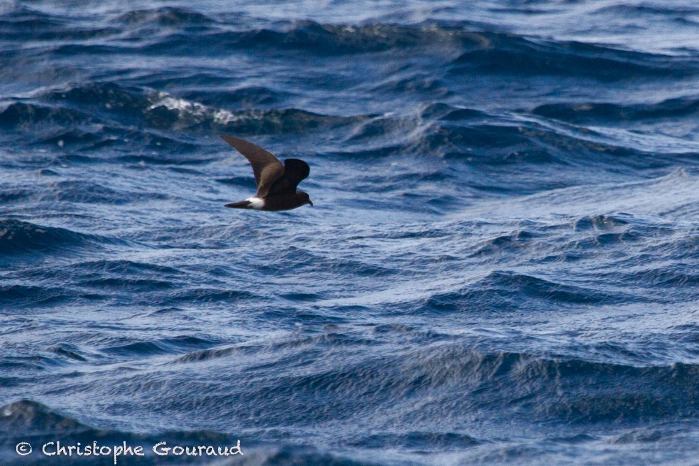 Band-rumped Storm-Petrel - Christophe Gouraud