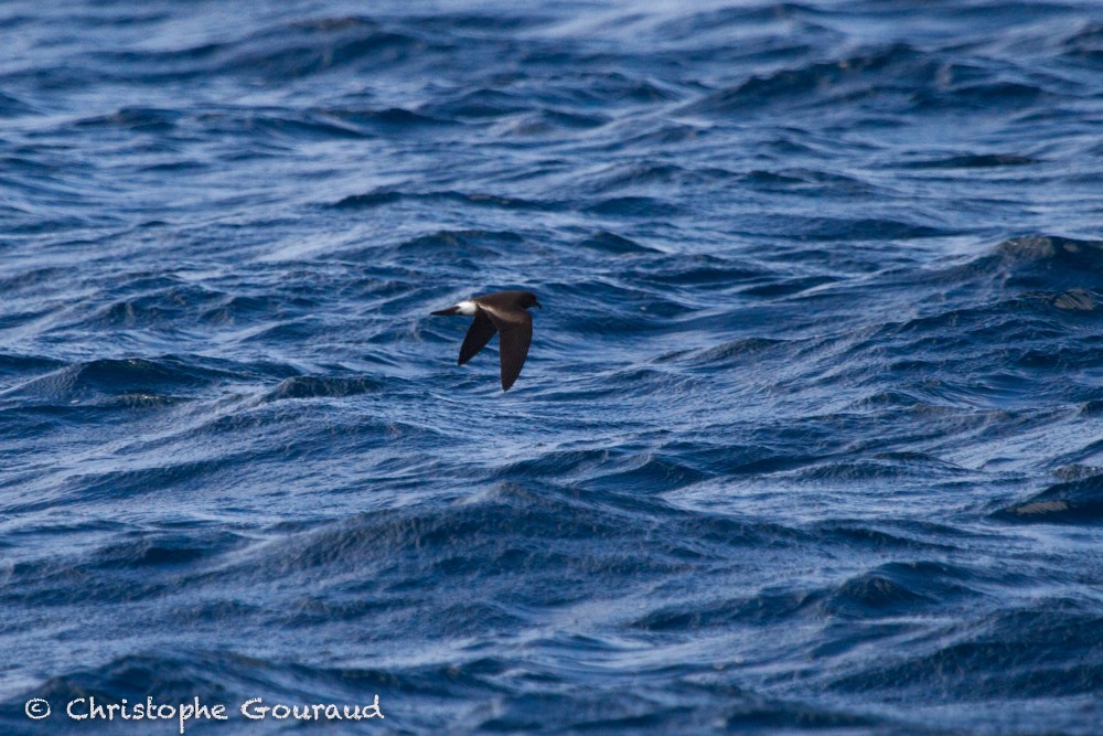 Band-rumped Storm-Petrel - Christophe Gouraud