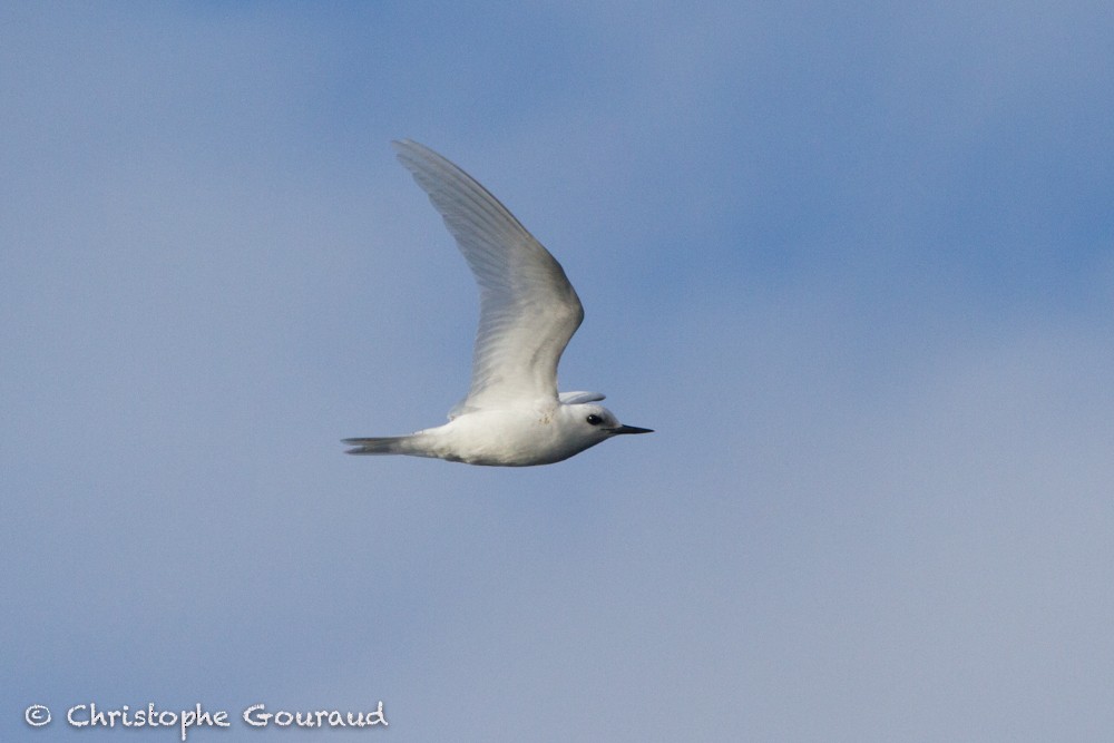 White Tern (Atlantic) - Christophe Gouraud