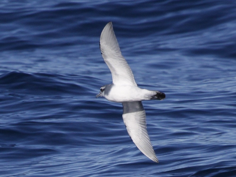 Antarctic Prion - Christophe Gouraud