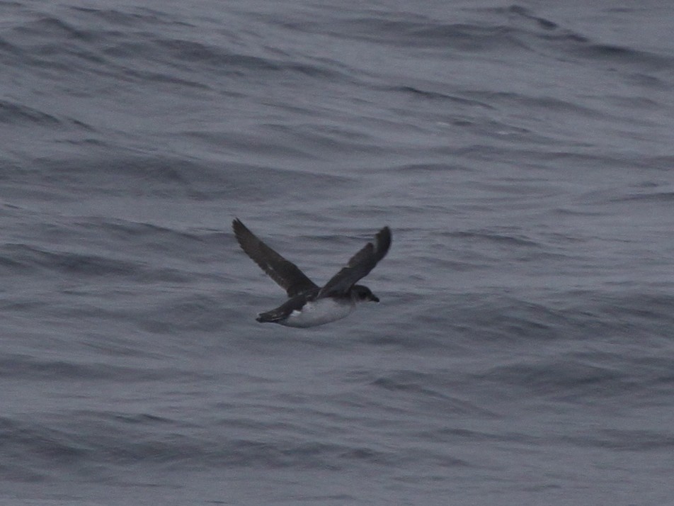 Common Diving-Petrel - Christophe Gouraud