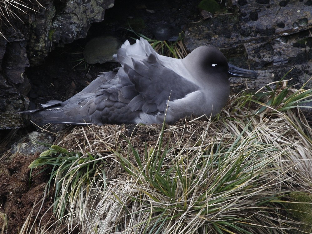 Light-mantled Albatross - Christophe Gouraud