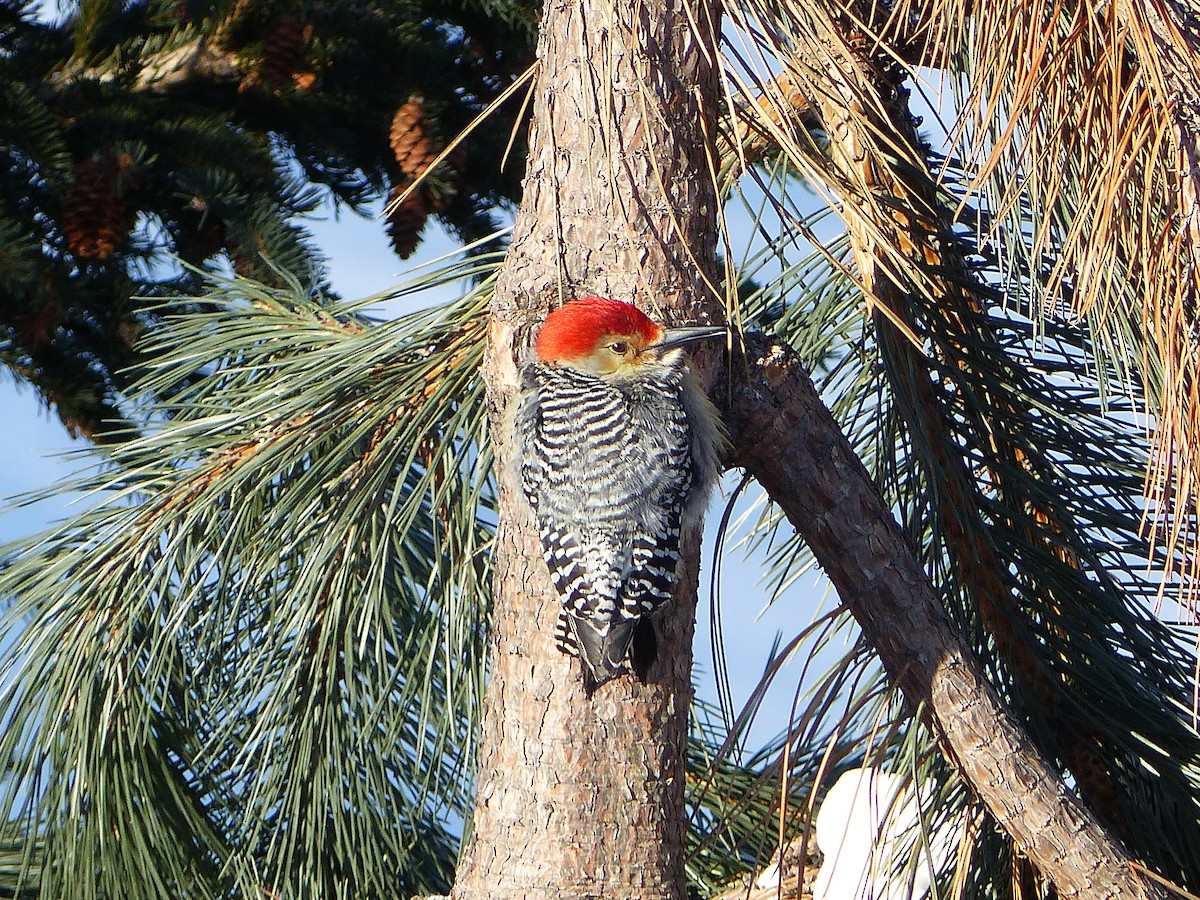 Red-bellied Woodpecker - Pierre Fradette
