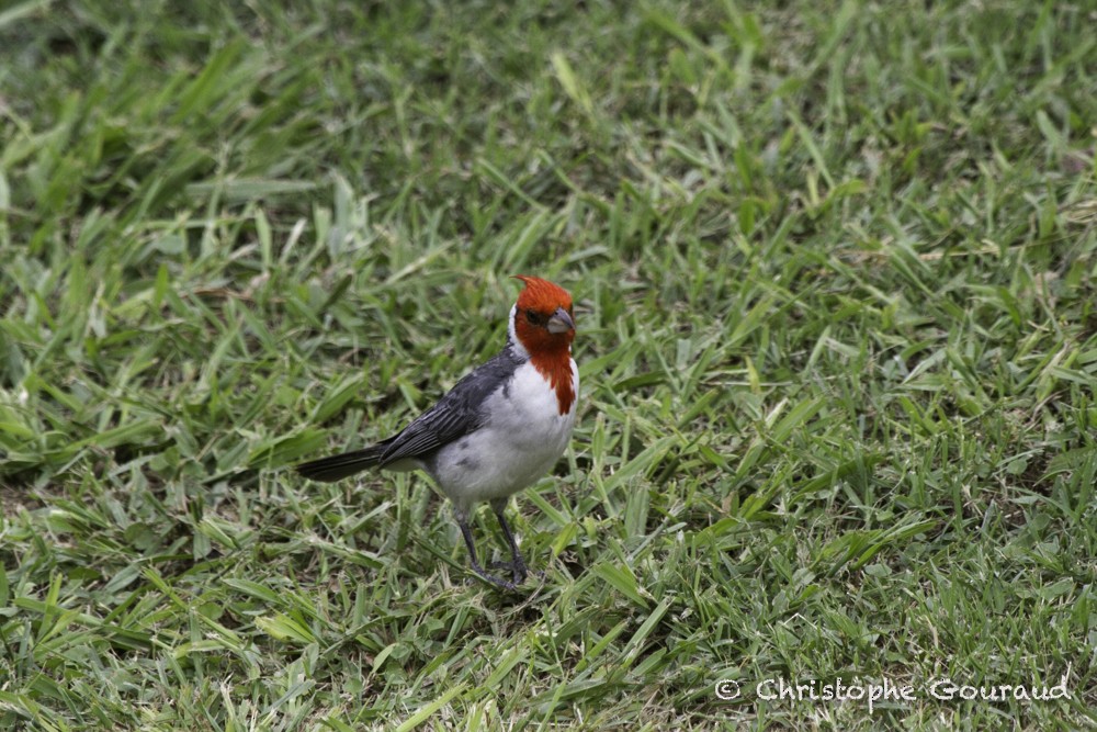 Red-crested Cardinal - ML205193321