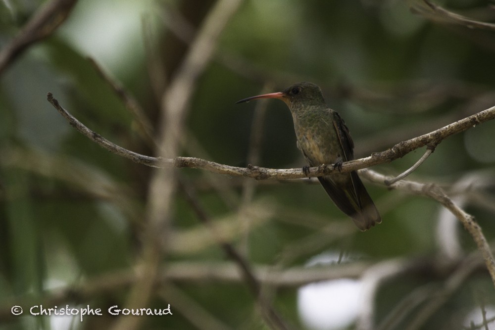Gilded Hummingbird - Christophe Gouraud