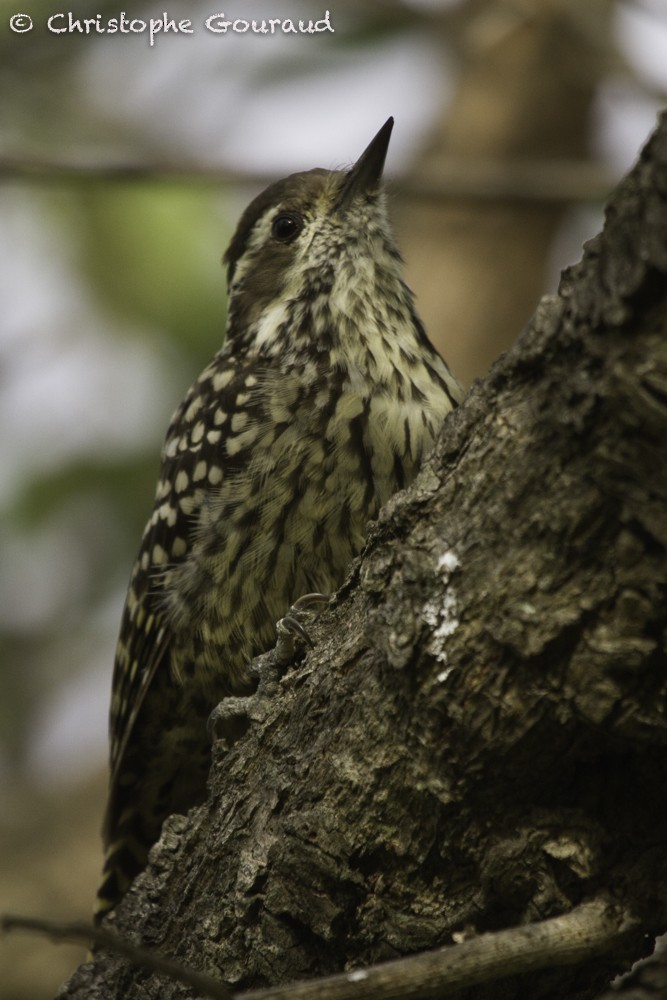 Checkered Woodpecker - ML205193401
