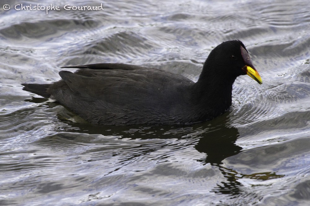 Red-fronted Coot - ML205193441