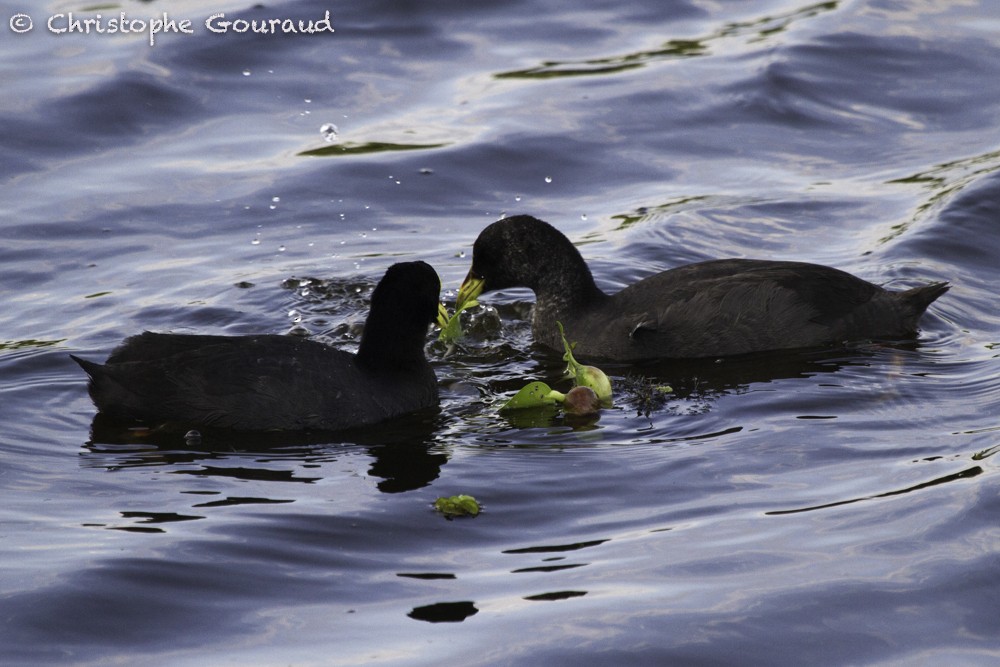 Red-gartered Coot - ML205193481