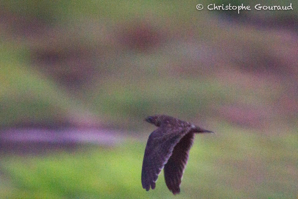 Short-tailed Nighthawk (Short-tailed) - ML205193901