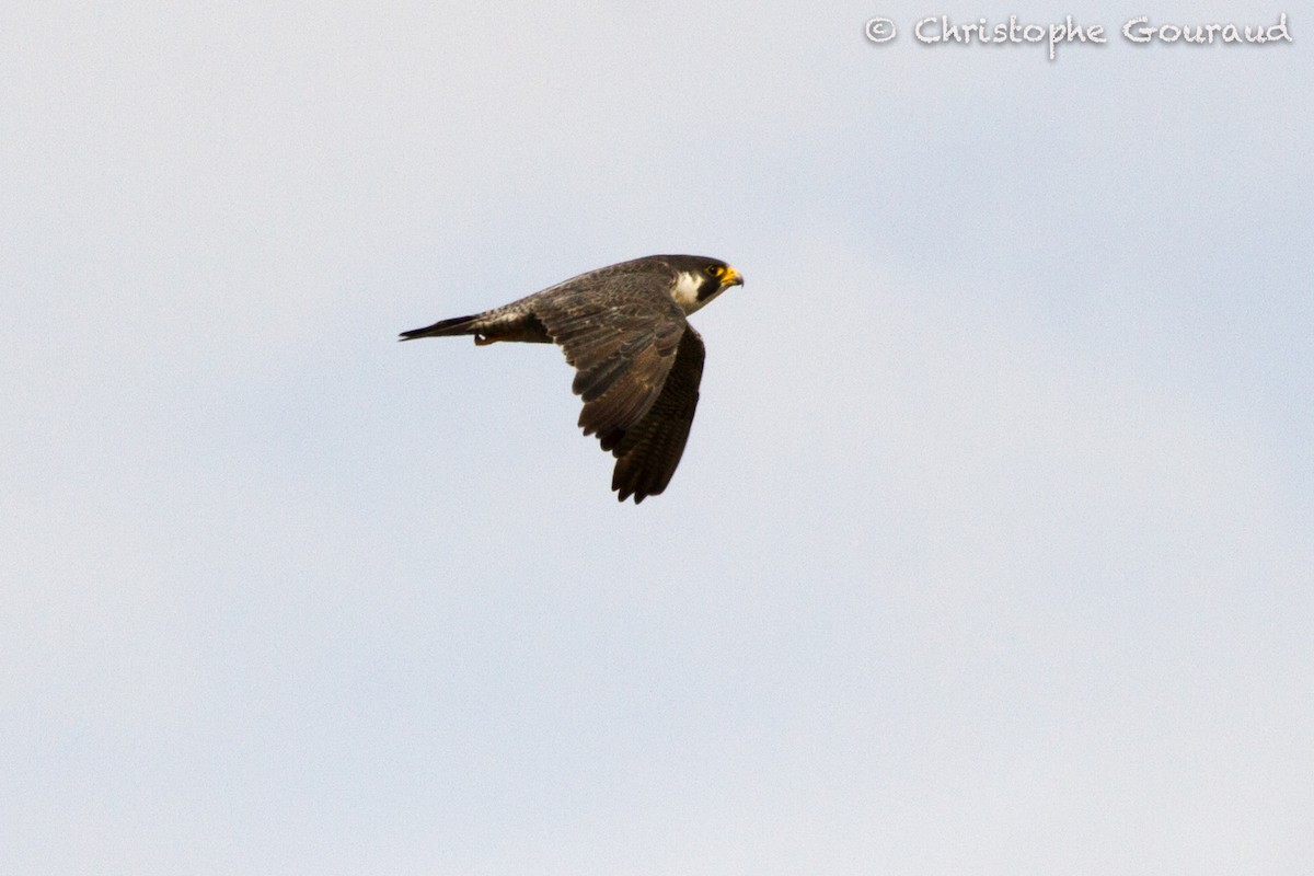 Peregrine Falcon (Tundra) - Christophe Gouraud