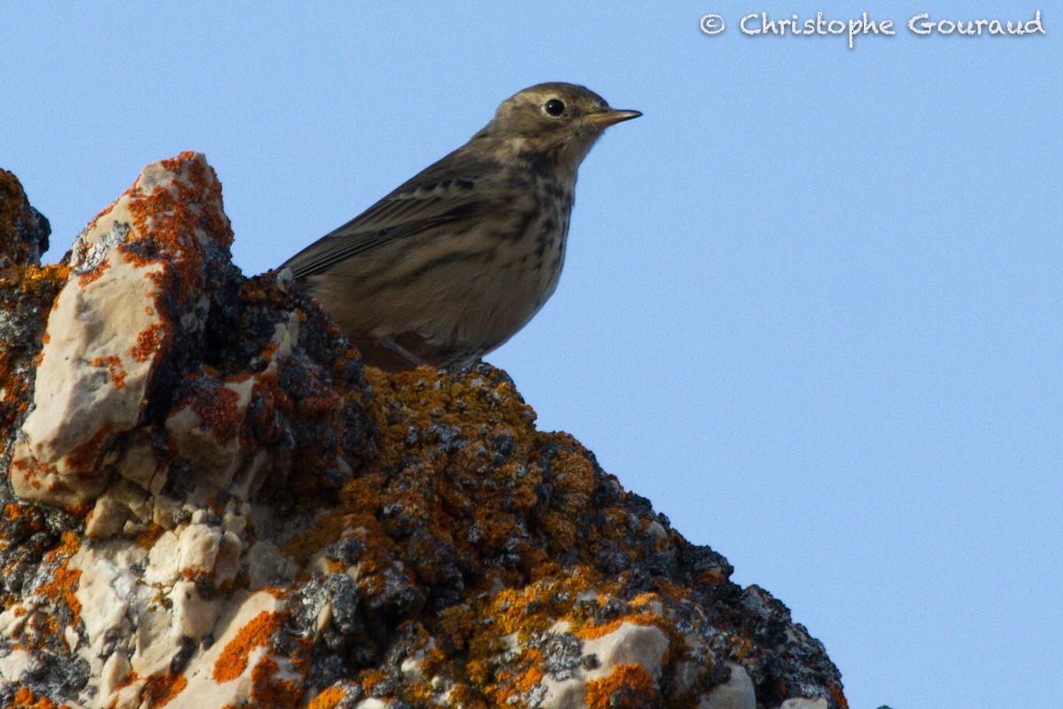 American Pipit (rubescens Group) - Christophe Gouraud