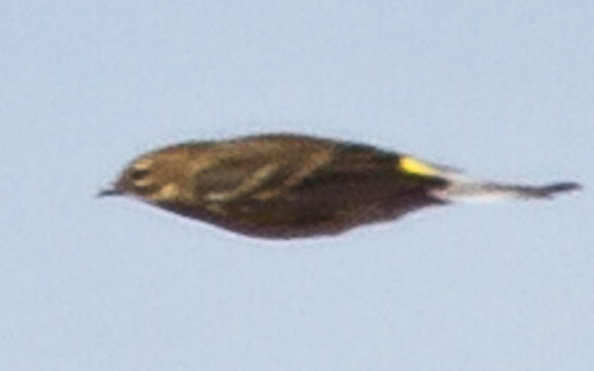 Yellow-rumped Warbler (Myrtle) - ML20519461