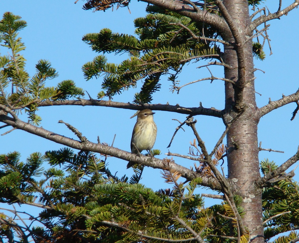 Yellow-rumped Warbler (Myrtle) - ML205194751