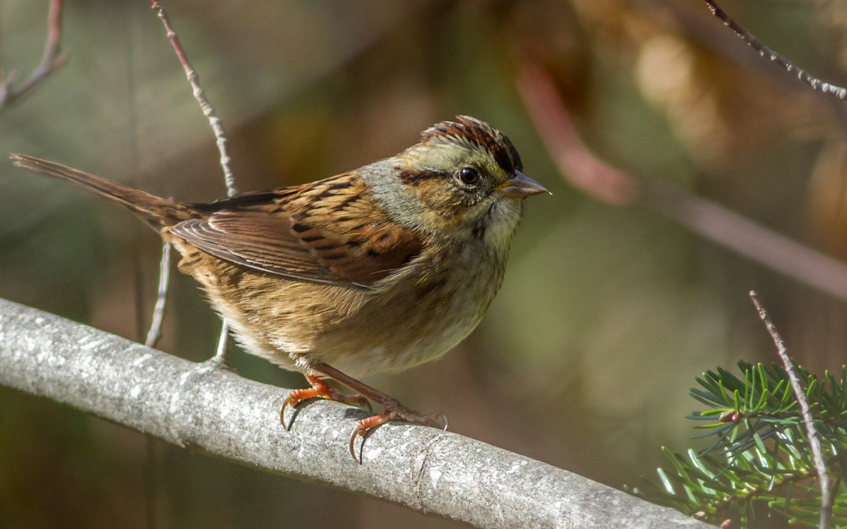 Swamp Sparrow - Fyn Kynd