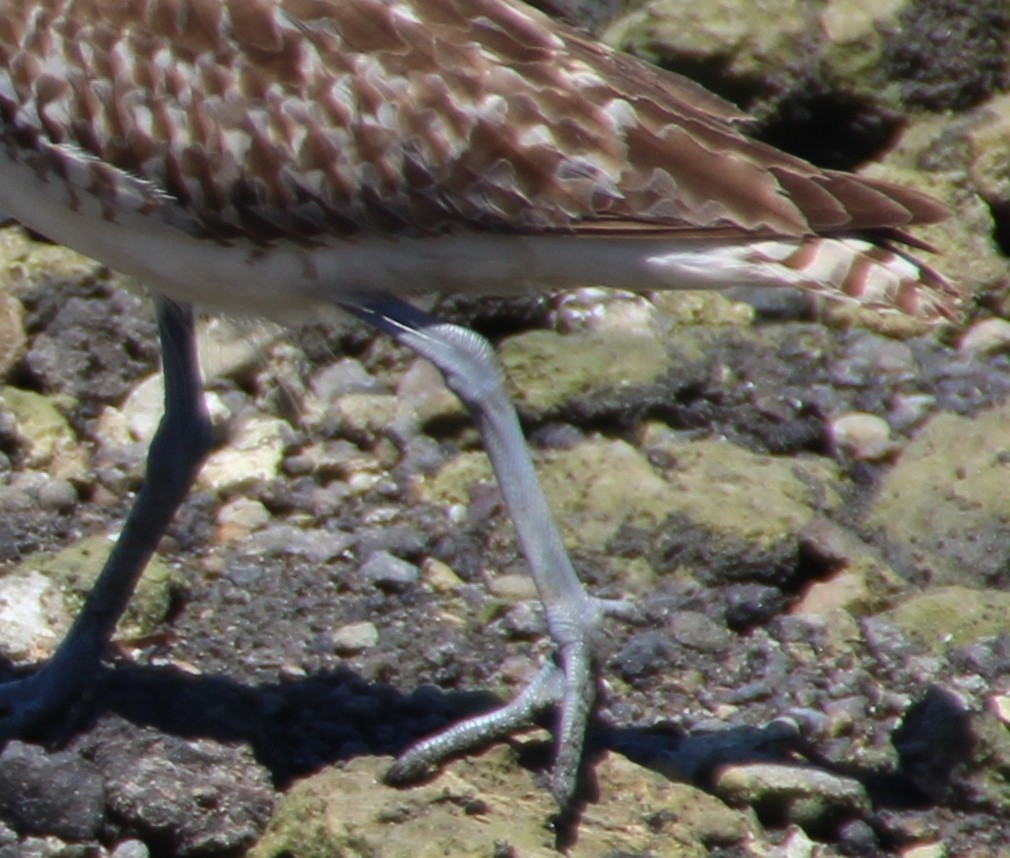 Bristle-thighed Curlew - ML20519511