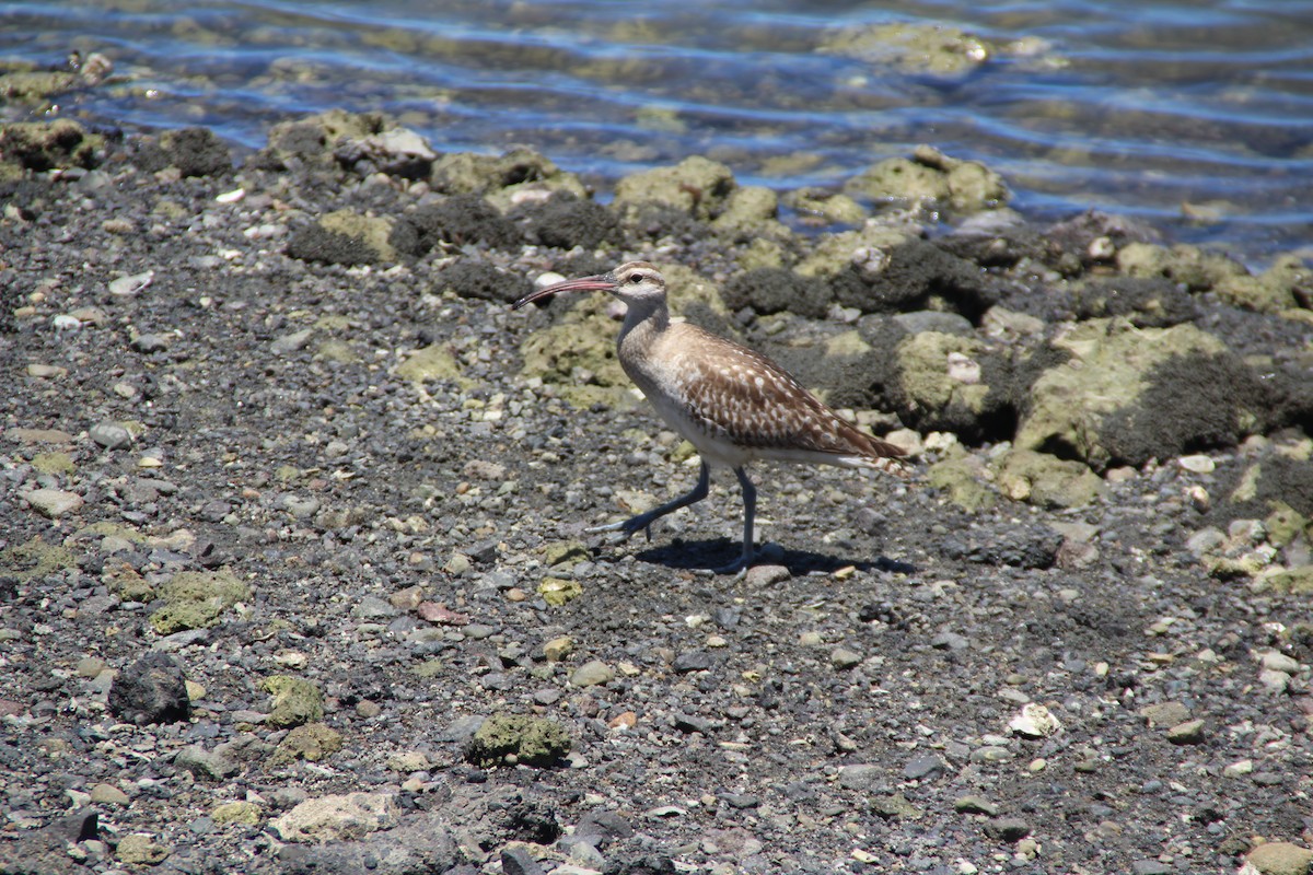 Bristle-thighed Curlew - ML20519521