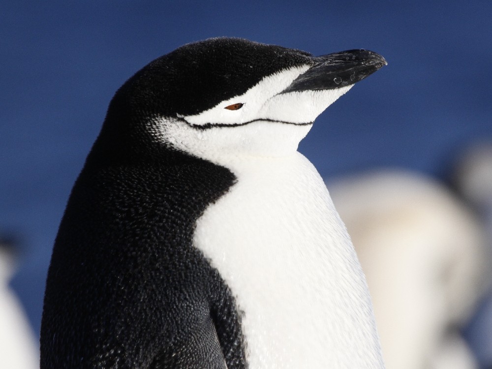 Антарктический пингвин - ML205195271