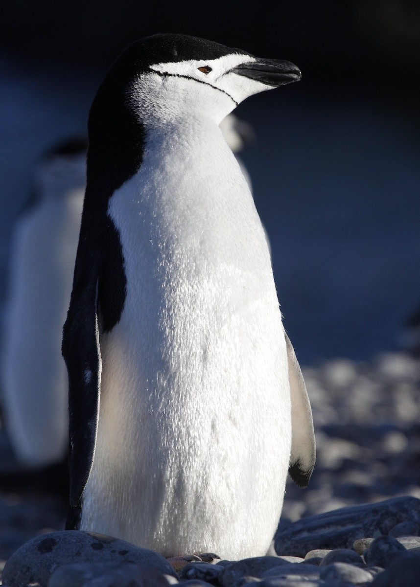 Антарктический пингвин - ML205195291