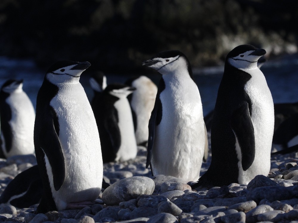 Пінгвін антарктичний - ML205195301